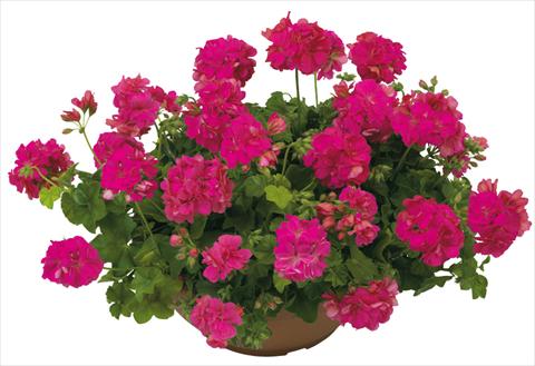photo of flower to be used as: Pot, patio, basket Pelargonium peltatum Universe Compact Tebe