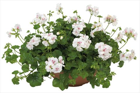 photo of flower to be used as: Pot, patio, basket Pelargonium peltatum Universe Haurea