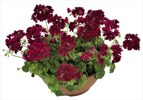 photo of flower to be used as: Pot, patio, basket Pelargonium peltatum Universe Keplero