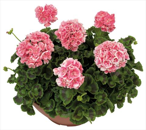 photo of flower to be used as: Patio, pot Pelargonium zonale Solar Light Briseide®