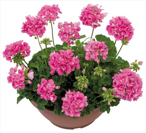 photo of flower to be used as: Patio, pot Pelargonium zonale Solar Light Euphoria®