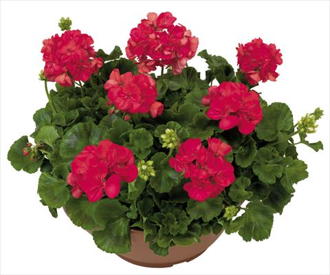 photo of flower to be used as: Patio, pot Pelargonium zonale Solar Light Lince®