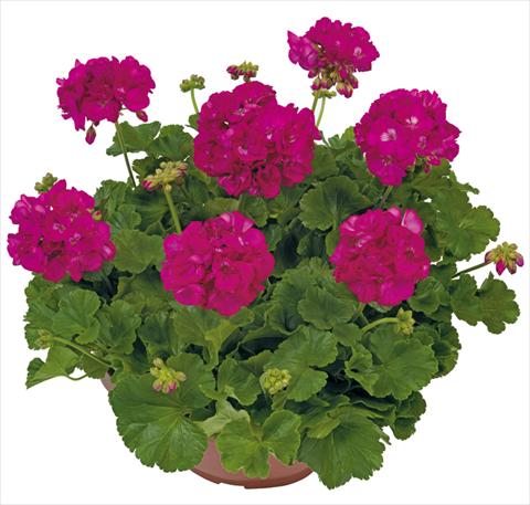photo of flower to be used as: Patio, pot Pelargonium zonale Solar Light Menelao®
