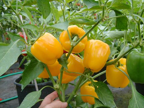 photo of flower to be used as: Pot and bedding Capsicum annuum Patio Sweet Yellow