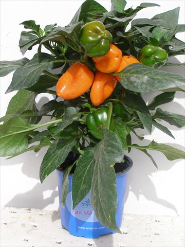 photo of flower to be used as: Pot and bedding Capsicum annuum Hobby Tiny Bells Orange