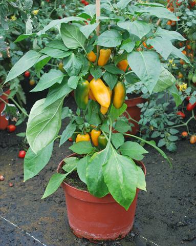 photo of flower to be used as: Pot and bedding Capsicum annuum Hobby Tiny Bells Yellow