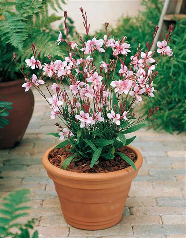 photo of flower to be used as: Pot and bedding Gaura lindheimeri Cherry Brandy
