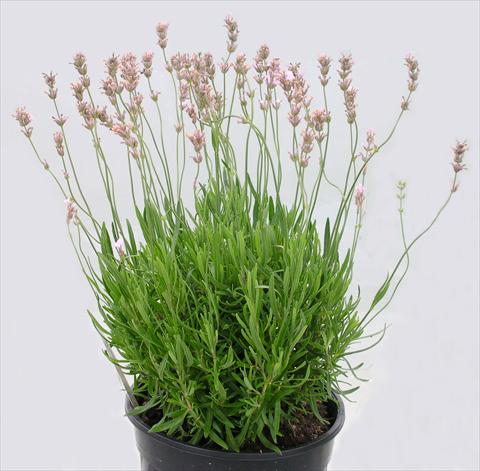 photo of flower to be used as: Pot and bedding Lavandula angustifolia Rosea
