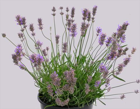 photo of flower to be used as: Pot and bedding Lavandula intermedia Grosso