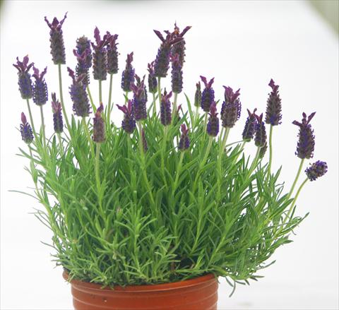 photo of flower to be used as: Pot and bedding Lavandula stoechas Blue Star