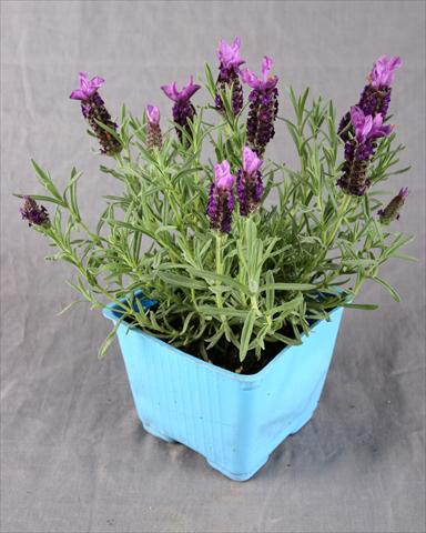 photo of flower to be used as: Pot and bedding Lavandula stoechas Kew Red