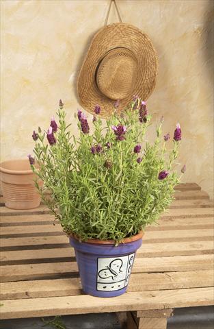 photo of flower to be used as: Pot and bedding Lavandula stoechas Madrid™ Bella Pink