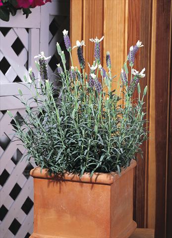 photo of flower to be used as: Pot and bedding Lavandula stoechas Madrid™ Blue