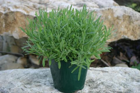 photo of flower to be used as: Pot and bedding Lavandula vera 