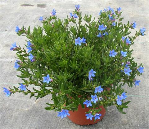 photo of flower to be used as: Pot and bedding Lithodora diffusa Heavenly Blue
