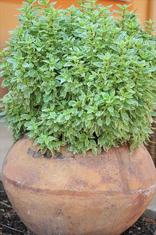photo of flower to be used as: Pot and bedding Ocimum basilicum pesto perpetuo
