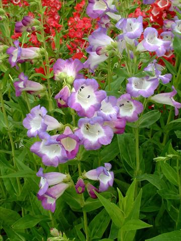 photo of flower to be used as: Pot and bedding Penstemon Ice Cream™ Blueberry Fudge