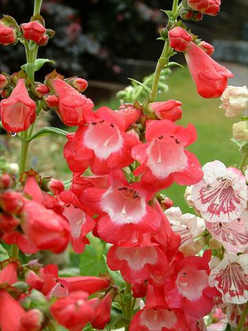 photo of flower to be used as: Pot and bedding Penstemon Ice Cream™ Bubble Gum