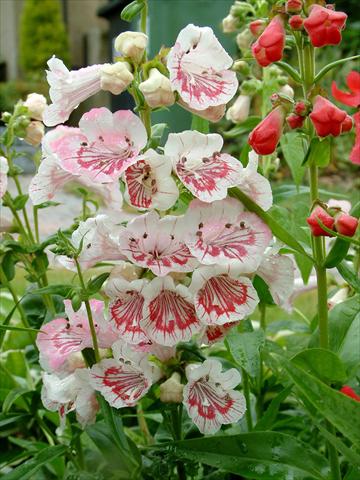 photo of flower to be used as: Pot and bedding Penstemon Ice Cream™ Strawberry & Cream
