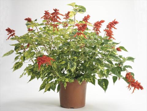 photo of flower to be used as: Pot and bedding Salvia splendens Dancing Flame