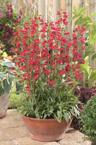 photo of flower to be used as: Pot and bedding Penstemon Red Riding Hood
