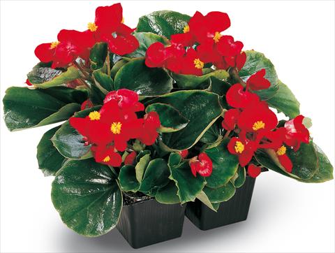 photo of flower to be used as: Pot and bedding Begonia semperflorens Ambassador Scarlet
