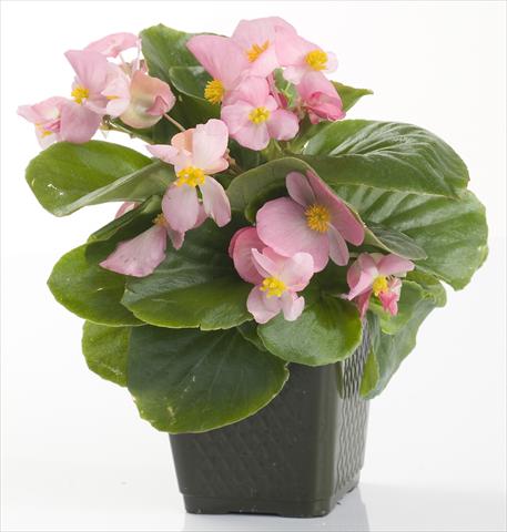 photo of flower to be used as: Pot and bedding Begonia semperflorens Emperor Pink