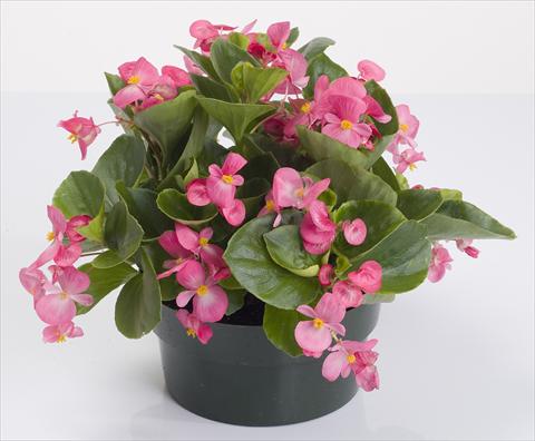 photo of flower to be used as: Pot and bedding Begonia semperflorens Emperor Rose