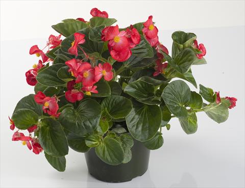 photo of flower to be used as: Pot and bedding Begonia semperflorens Inferno Red
