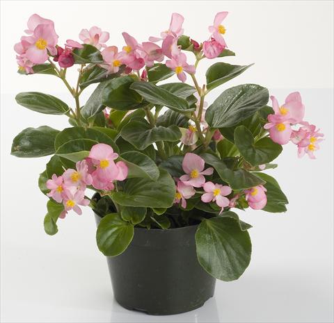 photo of flower to be used as: Pot and bedding Begonia semperflorens Inferno Rose