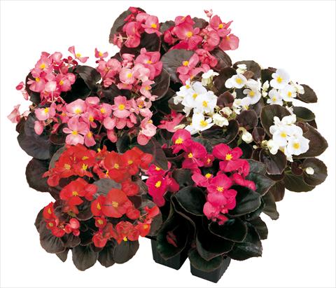 photo of flower to be used as: Pot and bedding Begonia semperflorens Senator Mix