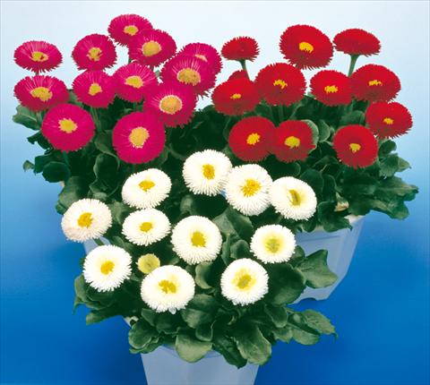 photo of flower to be used as: Pot and bedding Bellis perennis Galaxy Mix