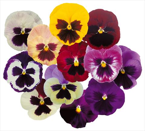 photo of flower to be used as: Pot and bedding Viola wittrockiana Power Mix