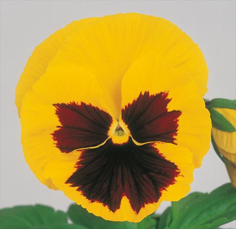 photo of flower to be used as: Pot and bedding Viola wittrockiana Power Yellow Blotch Imp