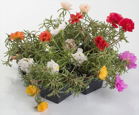photo of flower to be used as: Pot and bedding Portulaca Sunseeker Mix