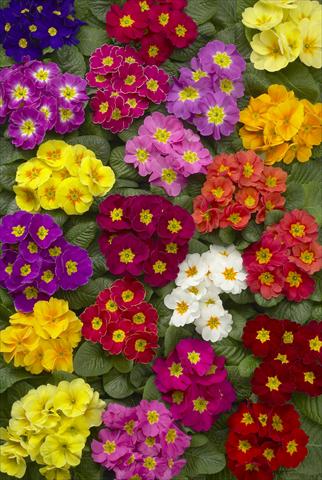photo of flower to be used as: Pot and bedding Primula acaulis Danova Mix