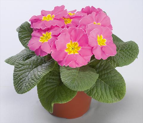 photo of flower to be used as: Pot and bedding Primula acaulis Danova Pink Improved