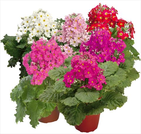 photo of flower to be used as: Pot and bedding Primula malacoides Prima Mix