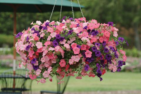 photo of flower to be used as: Bedding pot or basket Petunia x hybrida Easy Wave Beachcomber Mix