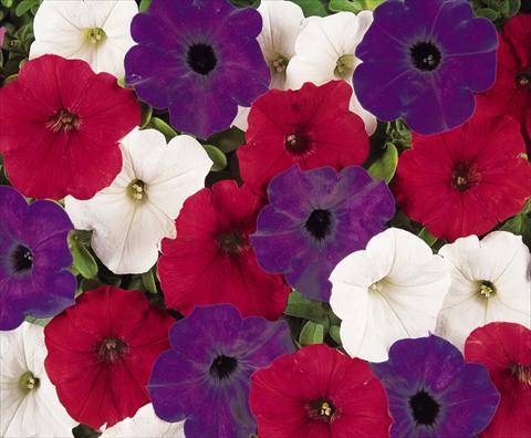 photo of flower to be used as: Pot, patio, basket Petunia x hybrida Easy Wave Flag Mix Improved