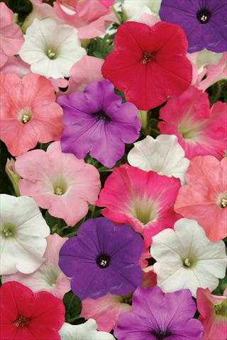 photo of flower to be used as: Bedding pot or basket Petunia x hybrida Easy Wave Formula Mix Improved