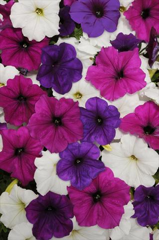 photo of flower to be used as: Bedding pot or basket Petunia x hybrida Easy Wave Great Lake Mix