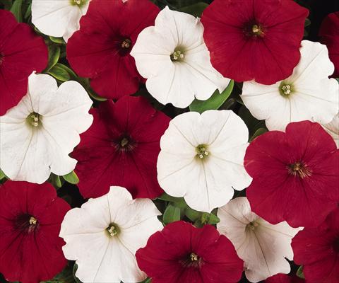 photo of flower to be used as: Bedding pot or basket Petunia x hybrida Easy Wave O Canada! Mix Improved