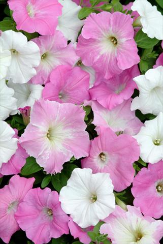 photo of flower to be used as: Bedding pot or basket Petunia x hybrida Easy Wave Pink Marble Mix