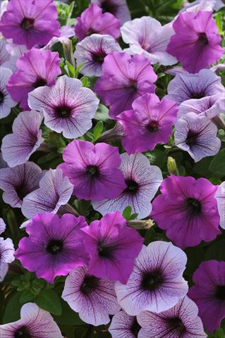 photo of flower to be used as: Bedding pot or basket Petunia x hybrida Easy Wave Plum Pudding Mix