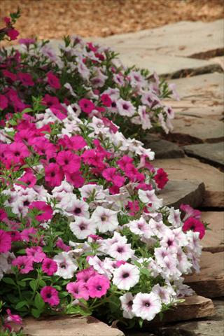 photo of flower to be used as: Bedding pot or basket Petunia x hybrida Shock Wave Electric Mix