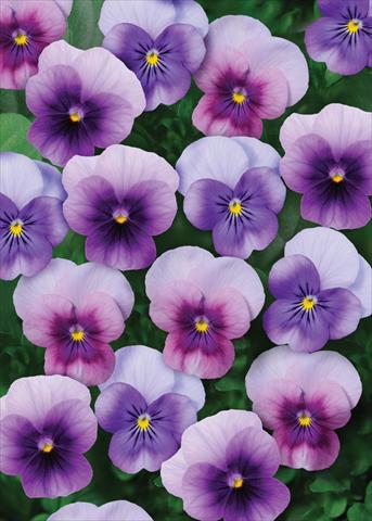 photo of flower to be used as: Pot and bedding Viola cornuta Sorbet™ Beaconberry Mix XP
