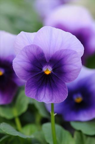 photo of flower to be used as: Pot and bedding Viola cornuta Sorbet™ Beaconsfield XP
