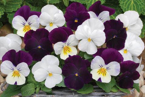 photo of flower to be used as: Pot and bedding Viola cornuta Sorbet™ Blackberry Sundae Mix XP
