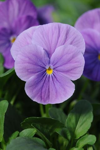 photo of flower to be used as: Pot and bedding Viola cornuta Sorbet™ Lavender Vein XP